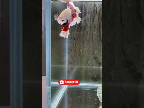 جمال ذكر الفايتر