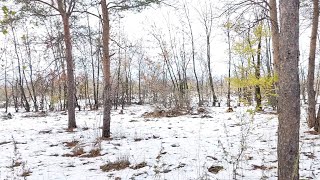 Virtual Winter Walk - Walking in a Snow Forest