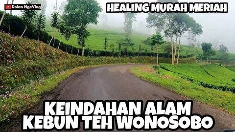 Keindahan Alam Kebun Teh Tambi Bedakah Wonosobo || #DolanNgeVlog