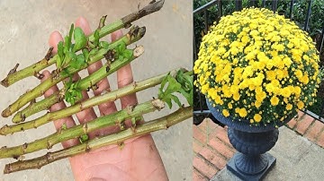 Nhân giống hoa cúc bằng giâm cành - How to grow chrysanthemums from cuttings