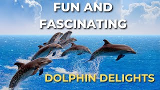 Fun and Fascinating Facts: Dolphin Delights