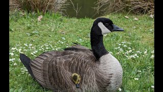 baby geese and a goose baby under the wing of the mom