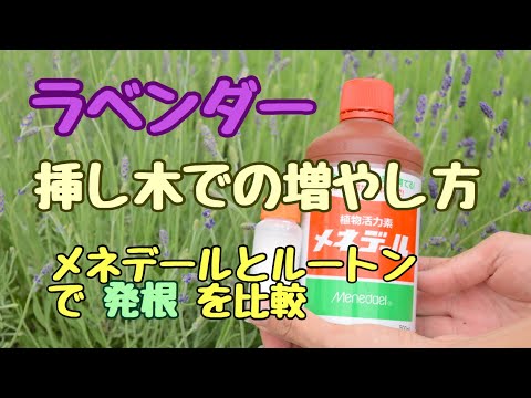 ラベンダー 生産者が教える 挿し木で増やす メネデールとルートンで発根率を比較 挿し木の基本的な管理も教えます Youtube