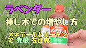 水草鉄分 観葉植物用のメネデールを水草水槽に使ってみた Youtube