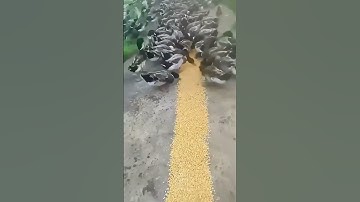 The process of feeding ducks with corn kernels