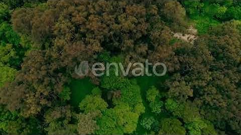 Misty Forest | Stock Footage - Envato elements