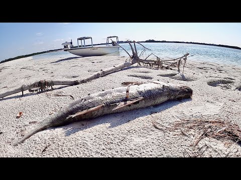 Tampa RED TIDE 2021 - Worst HUMAN FUELED FISH KILL in years - EXPLAINED