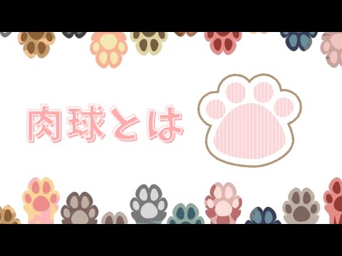 【猫】肉球とは【雑学・豆知識】What is paw pad?