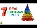 7 REAL CHRISTMAS TREES TO CHOOSE THIS CHRISTMAS 2017 with Names | Living Christmas Plants