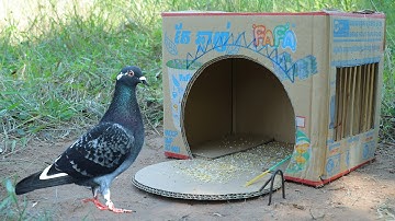 Easy And Quick Pigeon Trap Make From Cardboard Box - Simple Creative Bird Trap