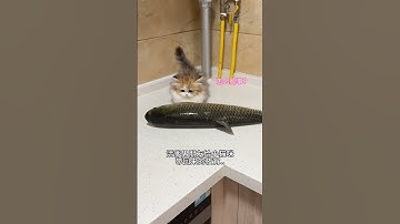 Thumbnail of The Last Supper of Kittens 20 Confusing Behavior of Cats Munchkin Dwarf