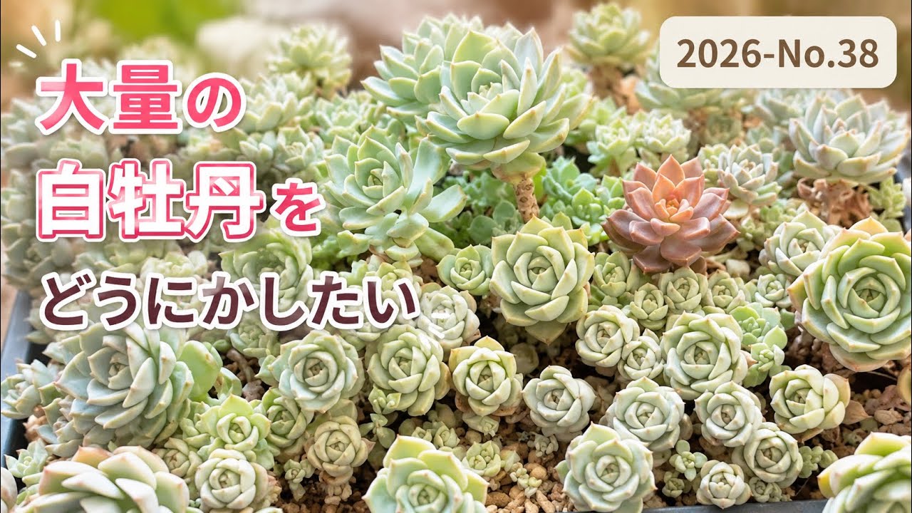 多肉植物】大量の白牡丹で丼つくり❣️ - YouTube