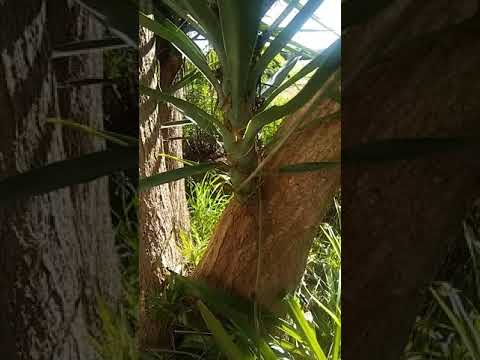 Vídeo: Palmera de yuca: cultiu i cura. Característiques de la cura d'una palmera de yuca