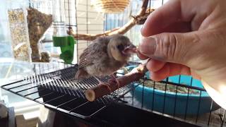 Baby bird - Loves to Eat Spaghetti (Cardinal)