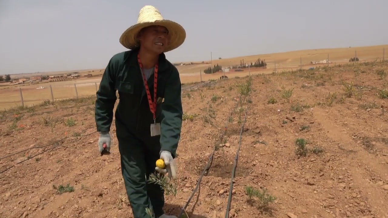 أهم الإرشدات حول اشجار الزيتون كرنيكي من منطقة أولاد بوغاد  وادزم