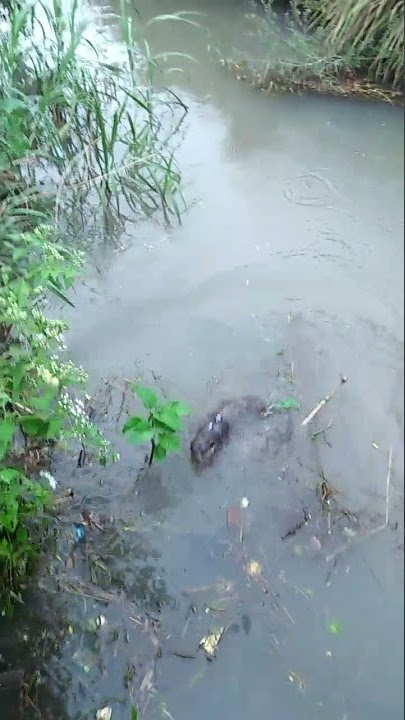 OTTER JUMP INTO WATER IN THE RIVER / OTTER LONCAT KE AIR DI SUNGAI