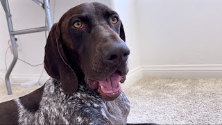 My Dog Throws A Tantrum After Visiting The Dog Park | German Shorthaired Pointer