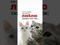Если не знаешь как сказать люблю, скажи это так: #отношения #котосемья #веселыекоты