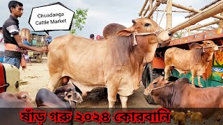 @২০২৪ কোরবানি উপযোগী শাহীওয়াল চার দাঁতের|| ষাঁড় গরু|| শিয়ালমারি, পশুহাট, চুয়াডাঙ্গা। 09 MAY 24