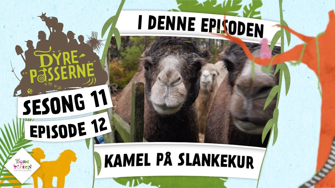 Kamel på slankekur | Dyrepasserne S11 E12
