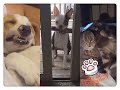 Funny Animal  🐱🐱Funniest compilation--Jan. 1  2020