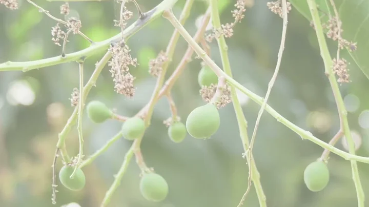 Agri-Connect: Promotional Video