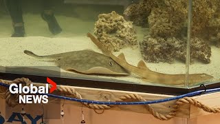 Virgin birth or shark dad? Stingray gets pregnant at aquarium without male companion
