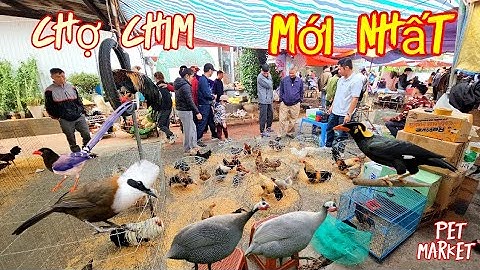 Khám phá chợ thú cưng lớn nhất Việt Nam. Phát hiện nhiều chim gà cảnh độc lạ.