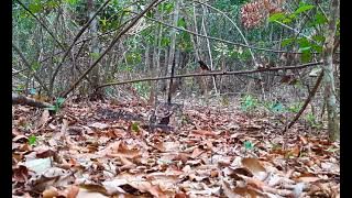 Pikat burung murai batu dapat yang super bahan bagus