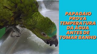 Papagaio prova temperatura da água antes de tomar banho