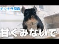 【チンチラ飼育】甘くみてはいけない！チンチラ飼育のリアルな日常