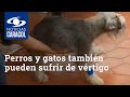 Perros y gatos también pueden sufrir de vértigo: ¿cómo saber si una mascota lo padece?