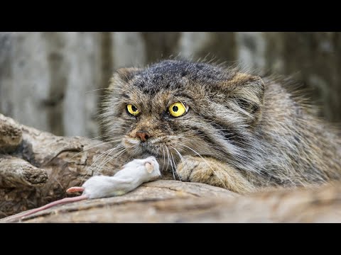 Video: 8 Mga Lahi Ng Aso Para Sa Mga Taong Cat