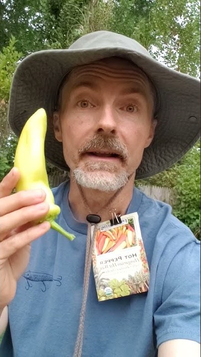 when-to-pick-hot-banana-peppers-youtube
