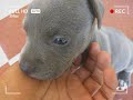 Tiny puppy transforms into a giant pitbull || From puppy to adult|| #Short Photos compilation