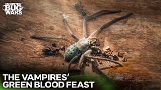 The Huntsman Spider's Fall: An Undignified Death | Monster Bug Wars