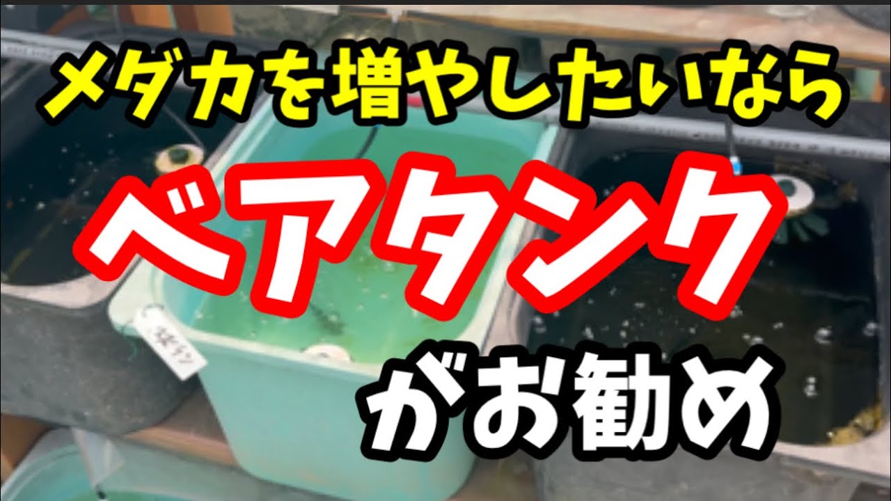 ベアタンクのメリット＝繁殖三昧【メダカ】