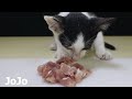 Hungry Kittens eating Raw Beef Meat Cat Eat Raw Food | Beef For Cat | Cat Eat Beef Video|