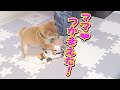 ママの足に、しがみつく子犬が可愛い❤