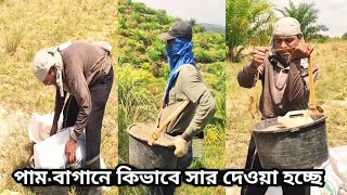 মালয়েশিয়া পাম বাগানে কিভাবে সার দেওয়া হচ্ছে || এবং তাদের কতটা কষ্ট হয় দেখুন