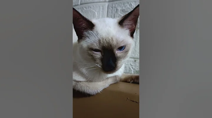 Video 11703911: siamese cat sleeping, siamese cat funny, cat talking, cats funny fail, breed