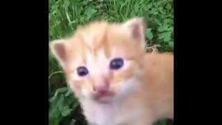 Eye Bleach - Baby Kittens