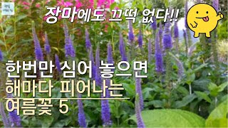 장마 때마다 꽃이 죽는다면 이런 꽃을 심어보세요/다년생 여름꽃 5가지 추천 /정원만들기/정원꾸미기