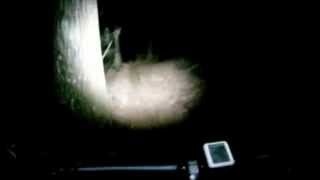 Download lagu Mountain Bike Night Ride in Bent Creek Mountain Bike Night Ride in Bent Creek
