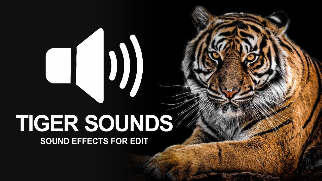 Tiger sound effects for edits FREE YouTube