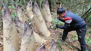 Download Lagu Trieu Kha stumbled upon a huge bamboo shoot nest and a bowl of grilled fish in the wilderness. MP3
