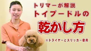 【愛犬の乾かし方】トリマーが解説 トイプードルの乾かし方【帝塚山ハウンドカム】