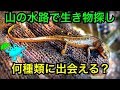 【暇人専用】山を登りきった水路で生き物探し。１時間ガサガサ動画