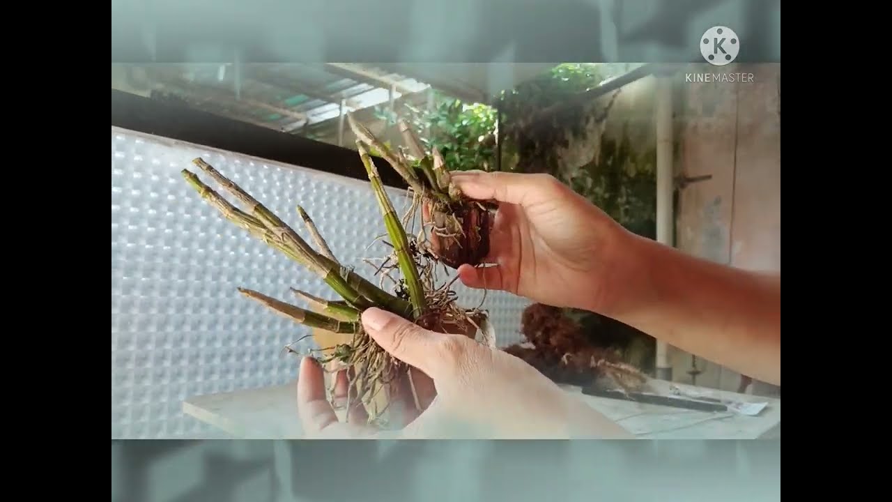 Cara Mengatasi Anggrek yg berhenti Tumbuh dengan menumbuhkan Keiki