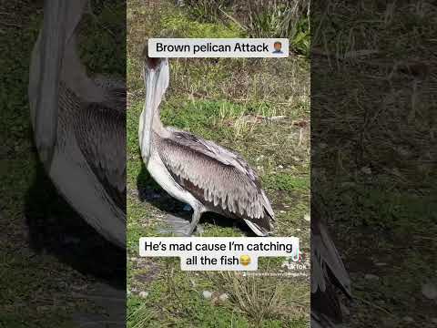 Louisiana Brown pelican Attack. Hide your catch around this guy🤦🏽‍♂️ #viral #fyp #birdattack